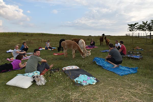 Yogamatten mitten in der Alpaka-Herde