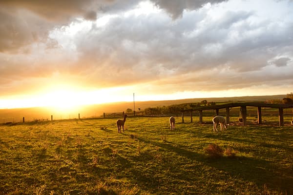Alpakas auf der Weide im Sonnenuntergang